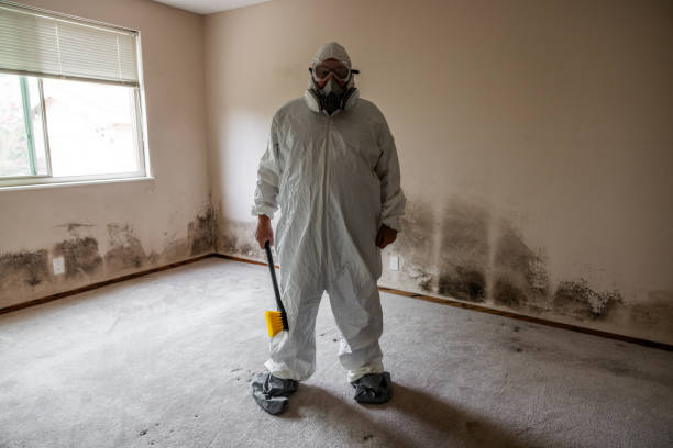 Best Emergency Mold Removal  in USA